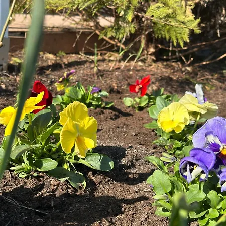 Oda ve Kahvaltı Artemis 4*