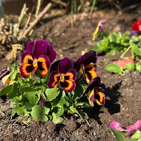 Artemis 4* Drawsko Pomorskie