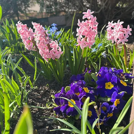 Artemis Oda ve Kahvaltı