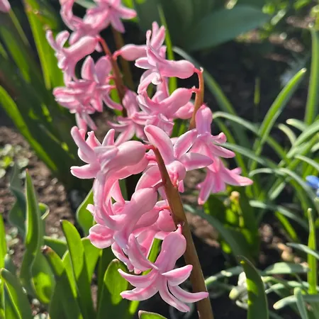 Oda ve Kahvaltı Artemis