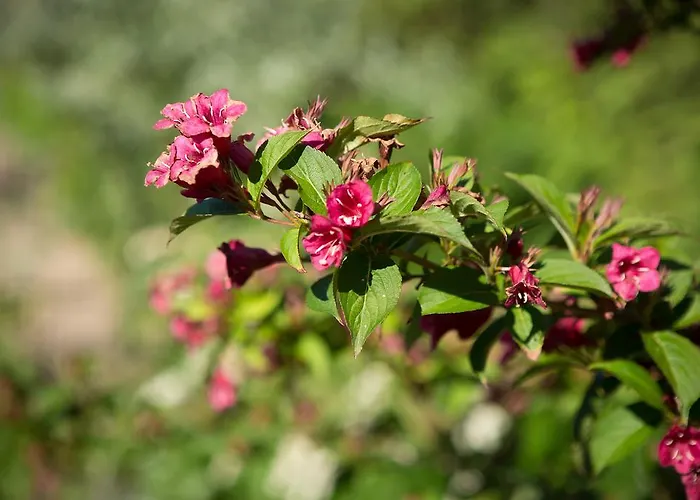 Artemis Bed & Breakfast